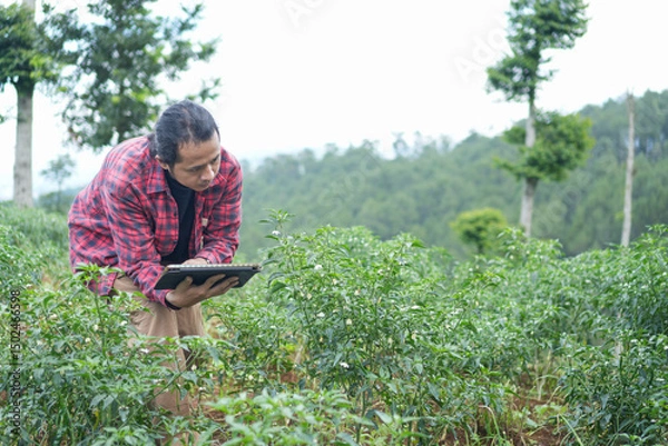 Fototapeta young modern farmer use tablet displaying crop data in a red chili farm symbolizing integration of digital tools in traditional agriculture
