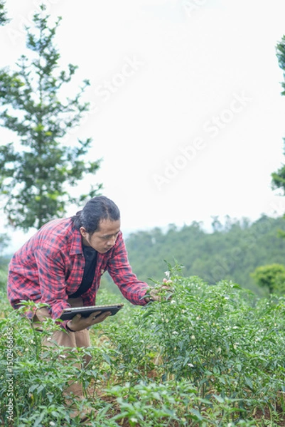 Fototapeta chili vegetable farmer on mountain slope inspect analyzing field using tablet technology. rural modern farming lifestyle