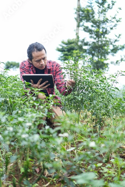 Fototapeta Young tech savvy farmer squatting between chili plants while checking crop health using a digital tablet. Modern smart farming meets traditional agriculture