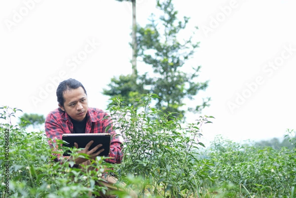 Fototapeta Young tech savvy farmer squatting between chili plants while checking crop health using a digital tablet. Modern smart farming meets traditional agriculture negative empty space