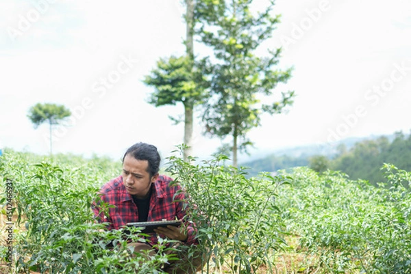 Fototapeta Tech savvy farmer crouched in chili field, combining hands on plant inspection with real time digital monitoring symbol of future forward agriculture negative copy space