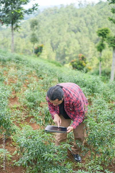 Fototapeta chili vegetable farmer on mountain slope inspecting field using tablet technology modern farming negative space