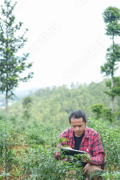 Fototapeta Millennial agricultural worker seated rows of chili trees combining hands on plant inspection with real time digital monitoring symbol of future forward agriculture empty copy space