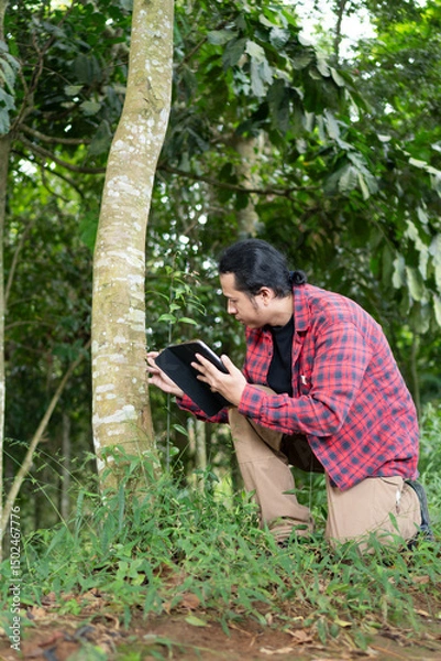 Fototapeta Young male forestry expert working with tablet to assess  tree root health condition dense tropical Indonesian forest