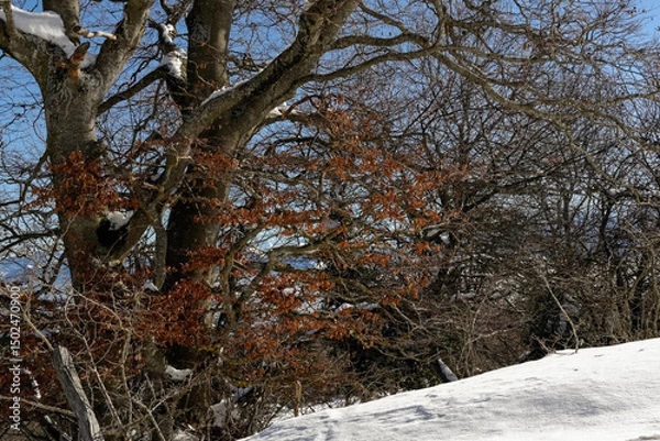 Fototapeta Arbres couverts de neige dans une forêt un jour ensoleillé