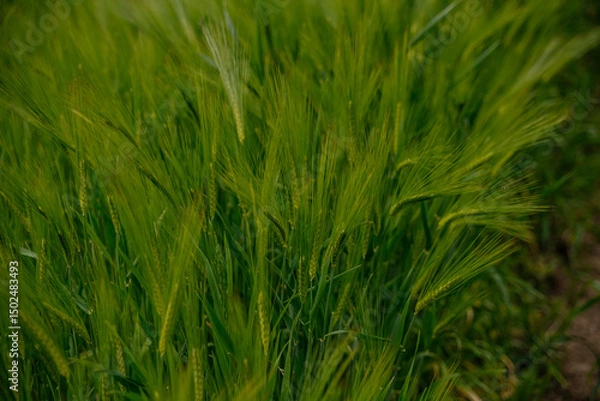 Obraz green wheat field, wheatear texture
