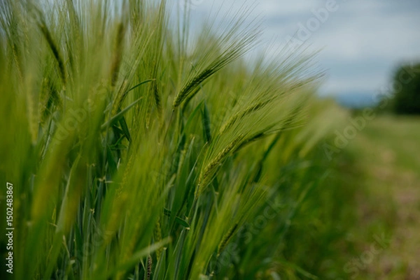 Obraz green wheat field, wheatear closeup 