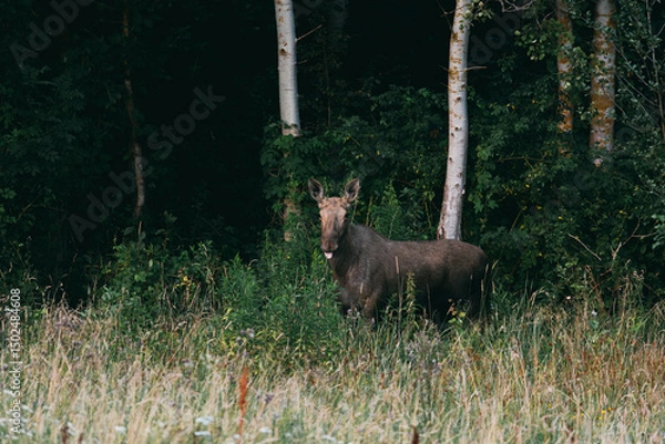 Obraz Moose Standing in Forest Edge
