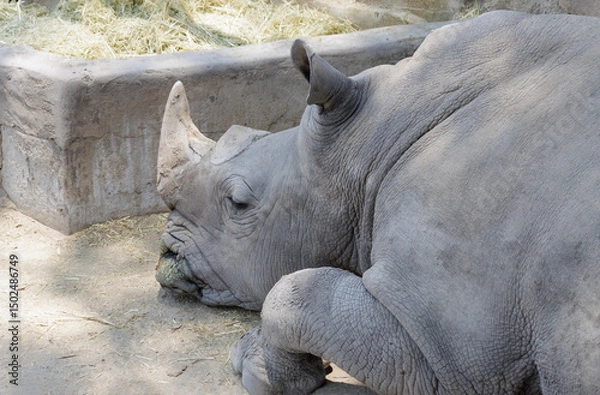 Fototapeta Rinoceronte