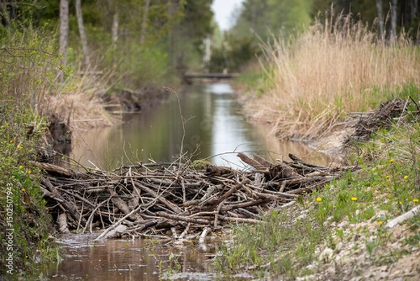 Obraz Beaver dam on a river in forest