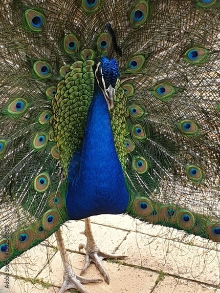 Fototapeta Beautiful Peacock with its amazing feathers