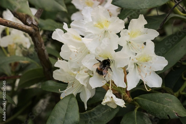 Fototapeta Honey bee on flower collecting nectar to create fresh local honey. White flower English Roseum on bush tree. Colorful bush with leaves and floral flowers in summer.