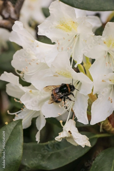Fototapeta Honey bee on white flowers, collecting nectar to create fresh local honey.