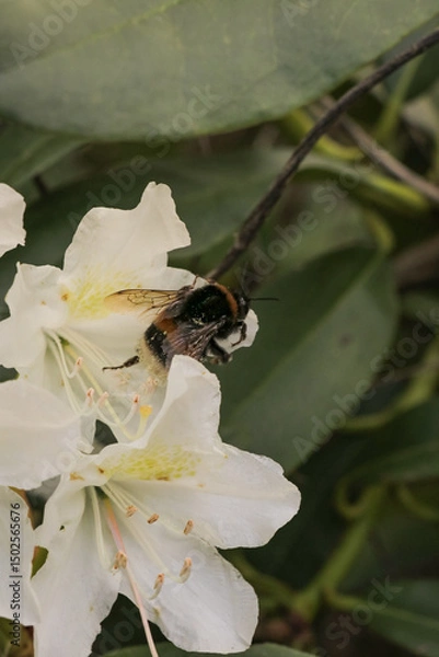 Fototapeta Honey bee on flower collecting nectar to create fresh local honey. Flowers, floral background. Vertical portrait photo.