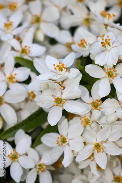 Fototapeta Close up of small white flower blossom nature landscape. Not seamless pattern of floral flora tiny flowers with yellow stems.