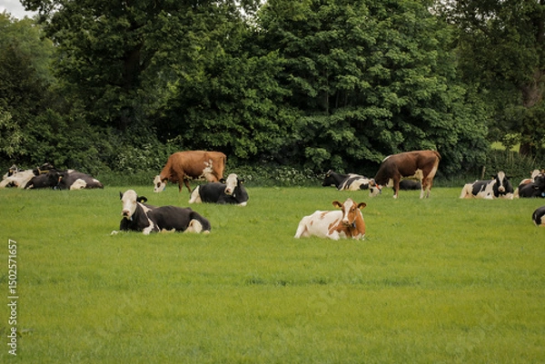 Fototapeta Cows in grass field farmland relaxing eating grass food. Cattle grazing in Dutch countryside nature landscape.