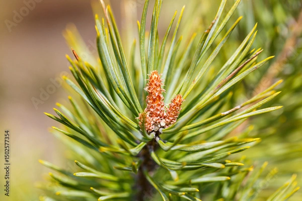 Fototapeta Buds of a common pine on a branch of a coniferous tree. Selective focus.