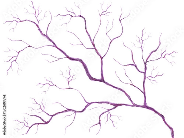 Fototapeta 血管　 毛細血管 　静脈	
