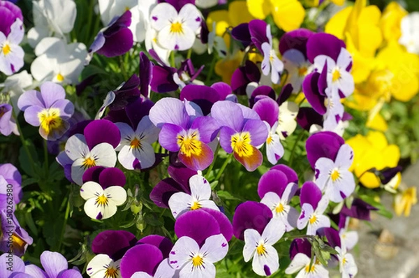 Obraz Stiefmütterchen - pansy flowers in spring