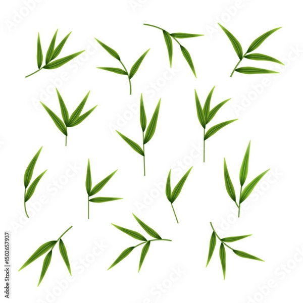 Fototapeta Decorative set of fresh greenery. Bamboo stems, twigs and leaves