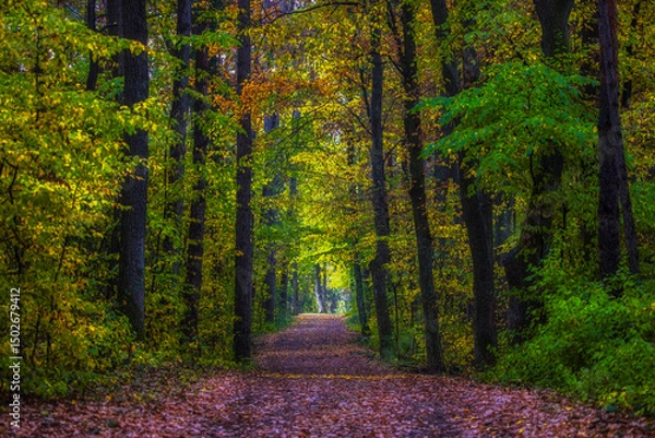 Fototapeta path in green forest