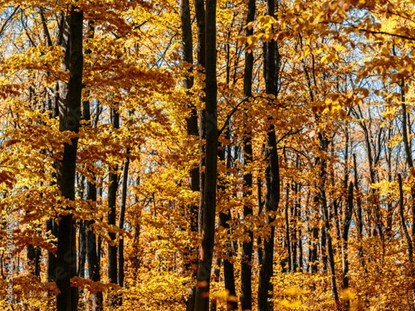 Fototapeta colorful autumn forest