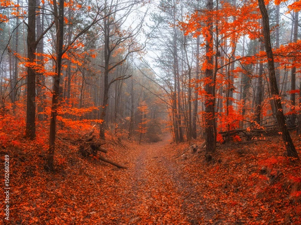 Fototapeta colorful autumn forest in the mist