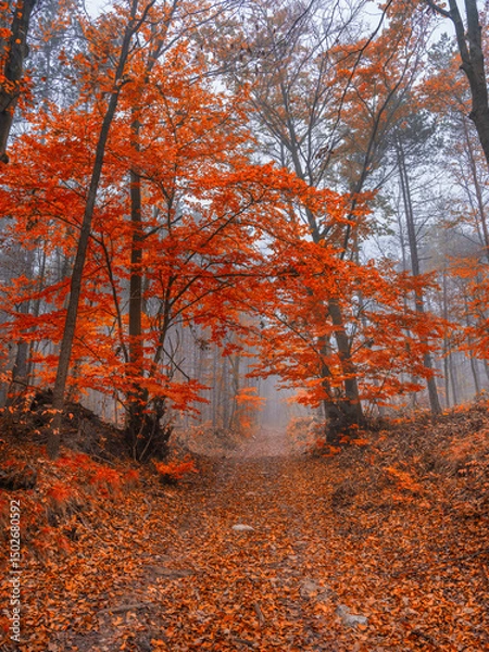 Fototapeta colorful autumn forest in the mist