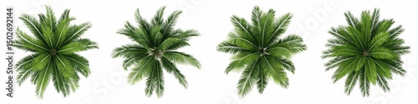 Fototapeta Overhead view of four palm trees isolated on transparent background