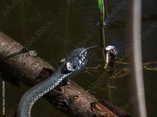 Fototapeta Black grass snake (Natrix natrix) in the pond among water vegetation in sunlight. Focus on eye, head and distinctive yellow collar