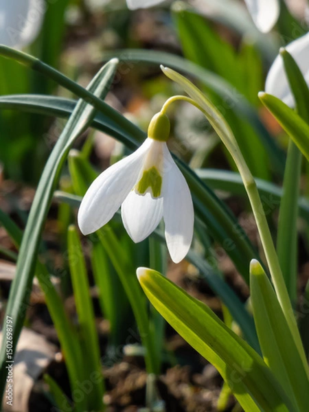 Fototapeta White flowers of the Pleated snowdrop (Galanthus plicatus) growing in the garden in bright sunlight in early spring