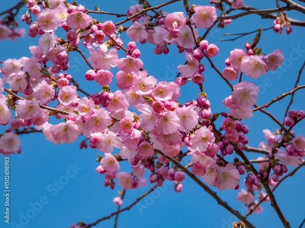 Fototapeta Cherry blossom or japanese pink sakura flowering with pink flowers in spring