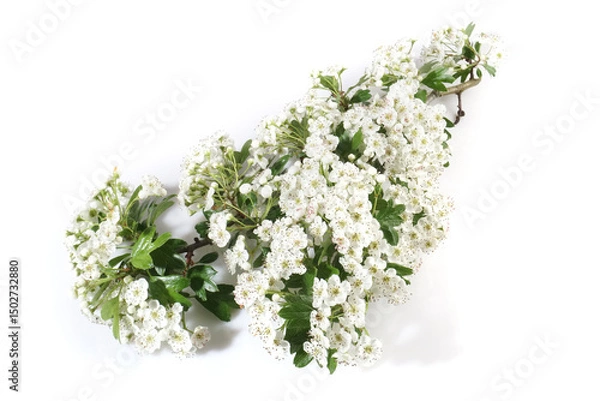 Obraz Hawthorn blossoms twig isolated on white background