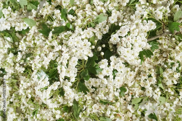 Obraz Hawthorn blossoms - Background