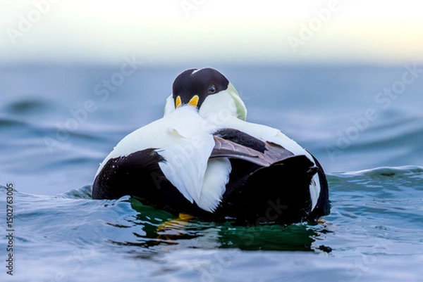 Obraz Common eider closeup Svalbard, Norway
