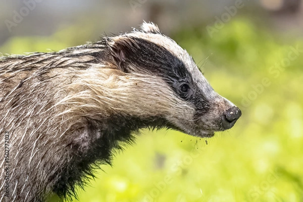 Obraz European badger foraging at night
