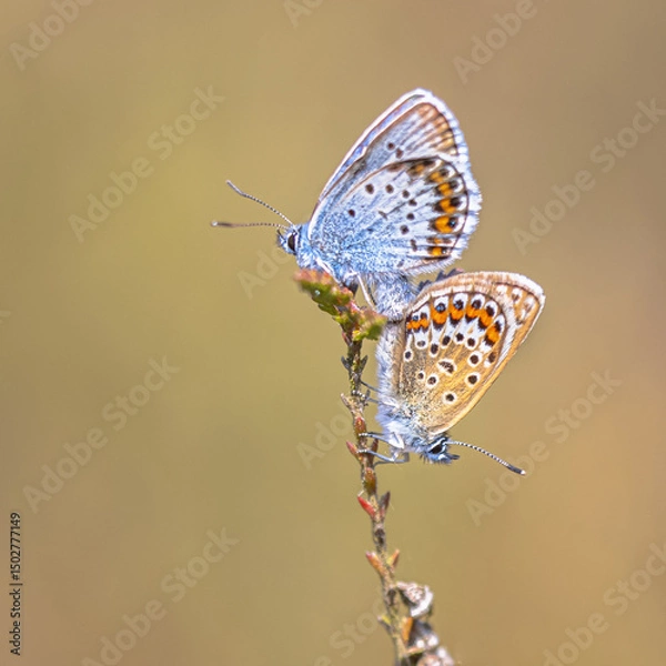 Obraz Pair of silver studded blue butterflies mating