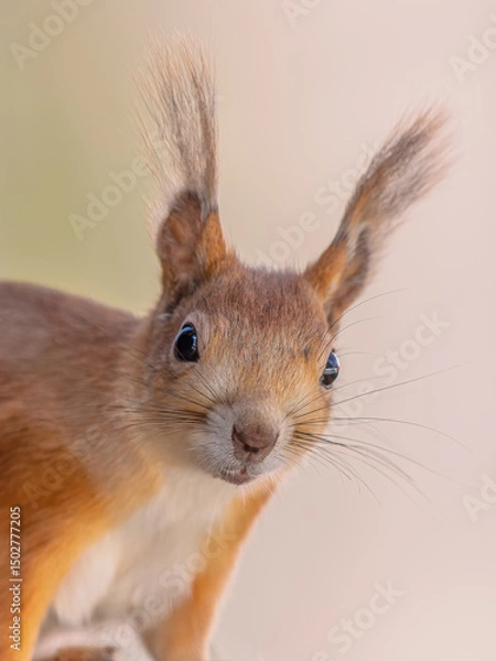 Obraz Red Squirrel Portrait on Light Background