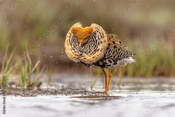 Obraz Ruff bird graciously displaying at lek