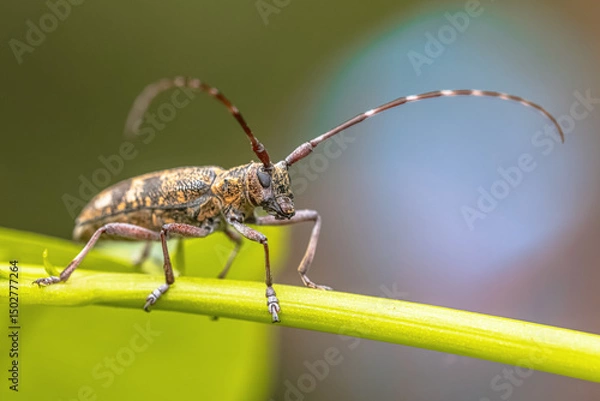 Obraz Pine Sawyer Beetle seen from Front