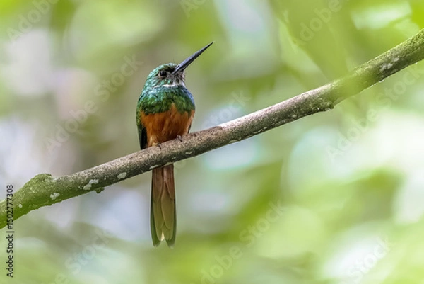 Obraz Rufous tailed jacamar perched on branch