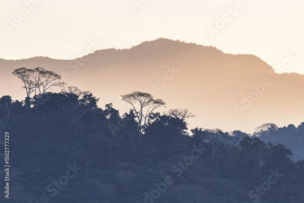 Obraz Silhouette of rainforest canopy