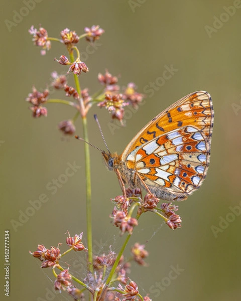 Obraz Small Pearl Bordered Fritillary Butterfly