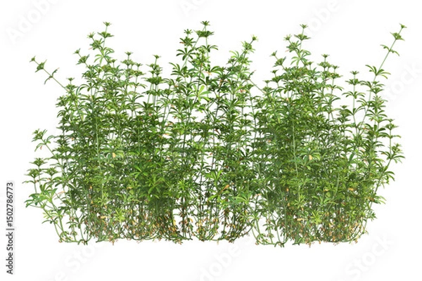 Obraz  Meadow grass field on transparent background.
