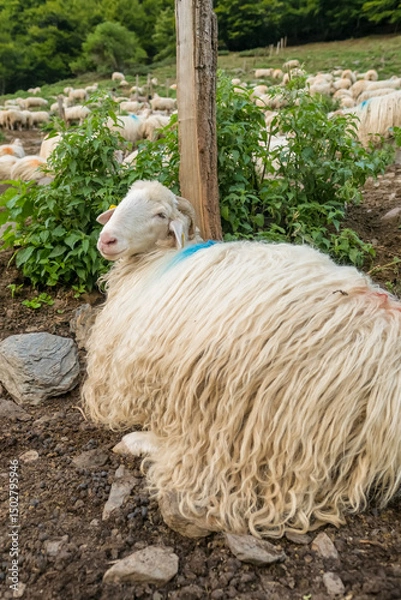 Fototapeta Sheep farm in the Pyrenees mountains. Cheese production in France