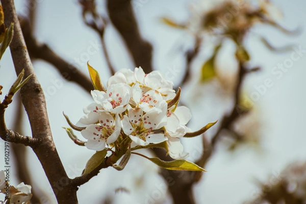 Fototapeta Blooming apple-tree branch close-up in spingtime