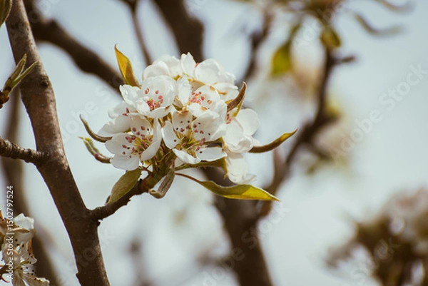 Fototapeta Blooming apple-tree branch close-up in spingtime
