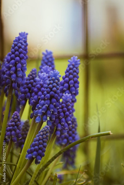 Fototapeta Purple common grape hyacinth background