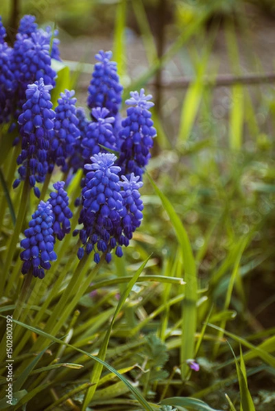 Fototapeta Purple common grape hyacinth background