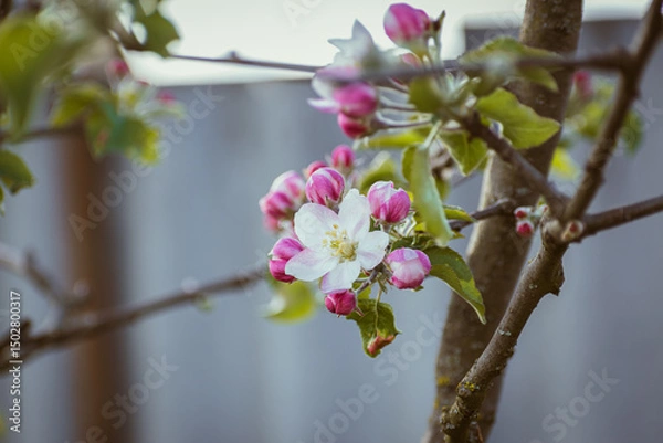 Fototapeta Blooming apple-tree branch close-up in spingtime